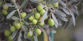 Zeytin Yetiştirme ve İşleme